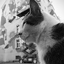 Liqen - Work in Progress